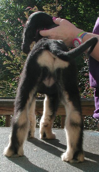 Blk&Silver GirlR8wks.jpg - 59.17 K